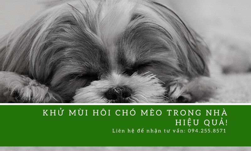 Khử mùi hôi chó mèo trong nhà