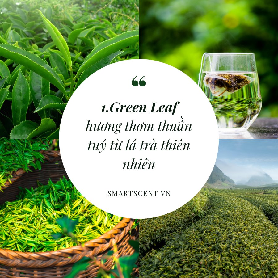 Hương thơm thư giãn từ trà xanh mang đến cảm giác thư giãn nhanh chóng