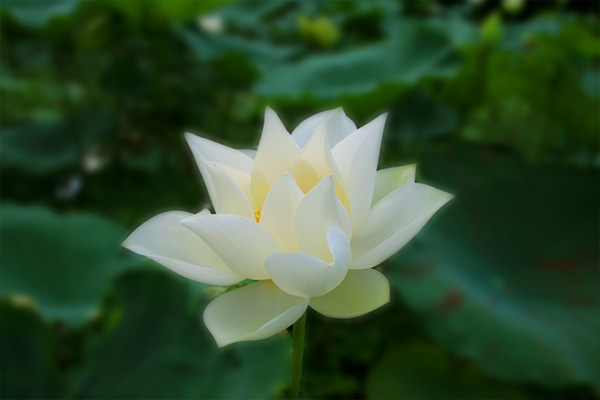 tạo mùi cho trung tâm tiếng anh với tinh dầu lotus