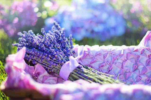 Tạo hương cho spa với tinh dầu lavender
