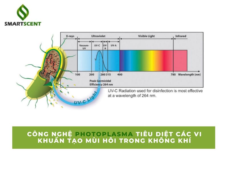 Khử mùi hôi trong xe ô tô