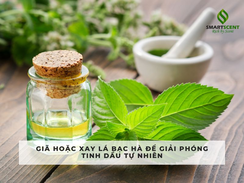 cách làm tinh dầu bạc hà