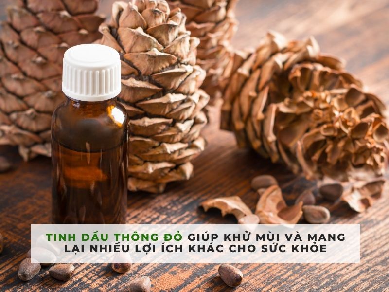 cách làm tinh dầu thông đỏ