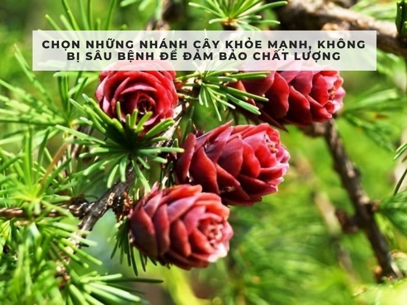 cách làm tinh dầu thông đỏ