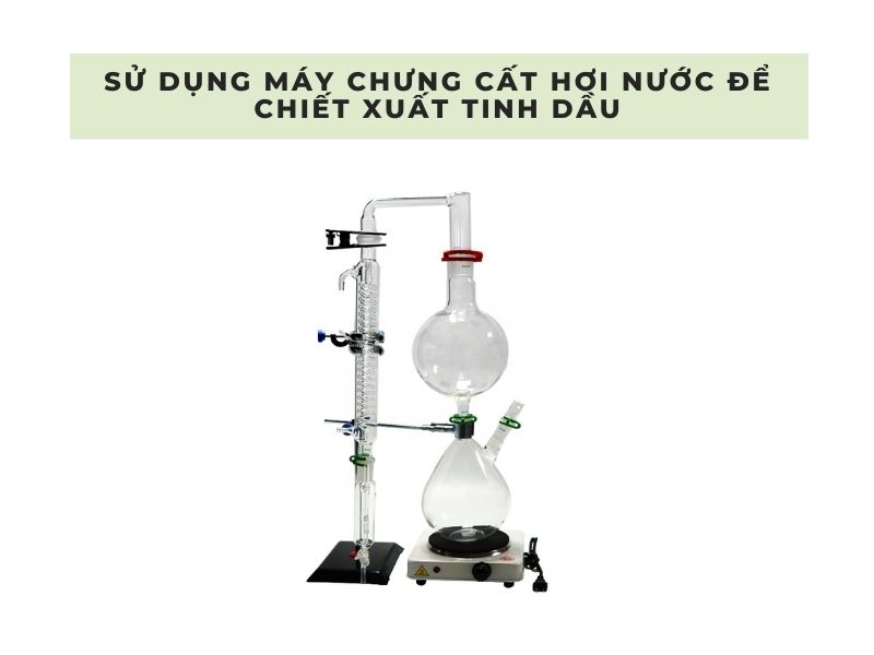 cách làm tinh dầu thông đỏ