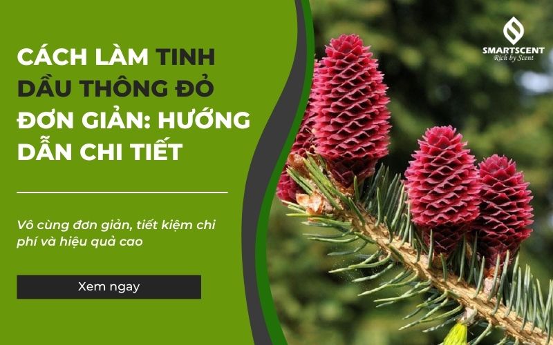 cách làm tinh dầu thông đỏ