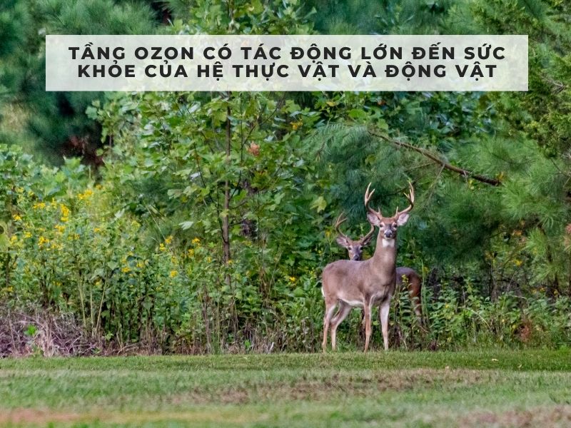 vai trò của tầng ozon