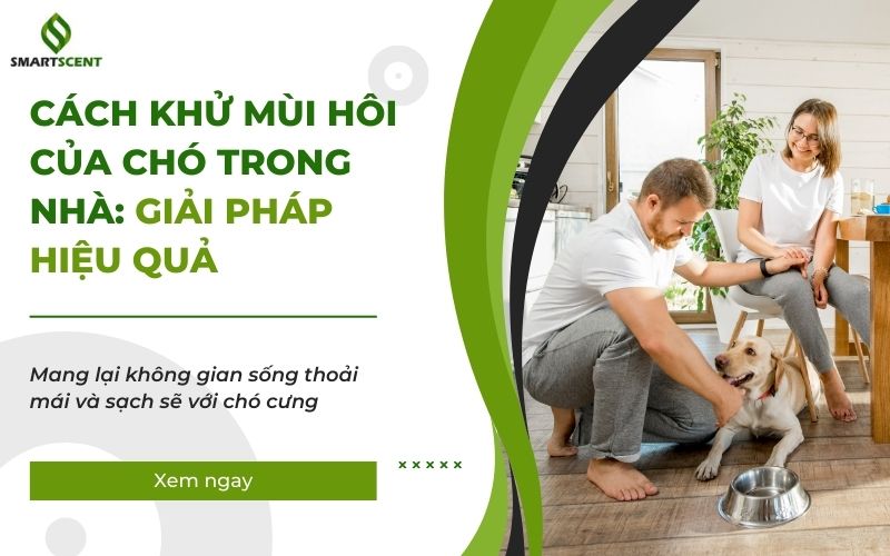 cách khử mùi hôi của chó trong nhà