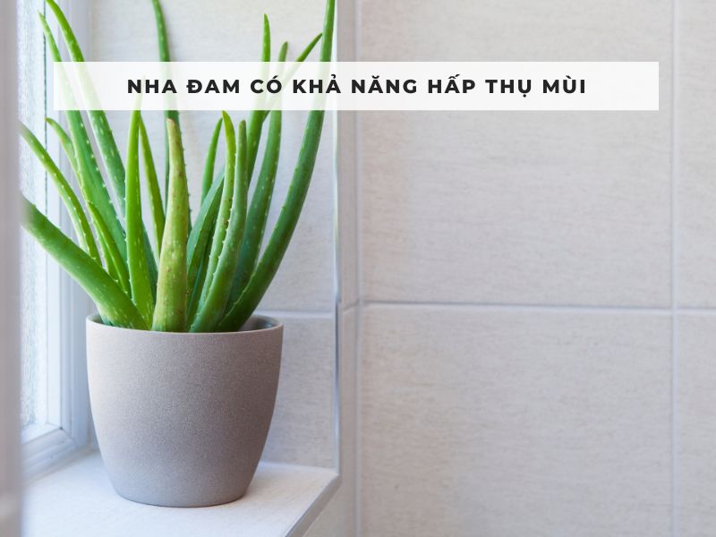 cách khử mùi hôi nhà vệ sinh