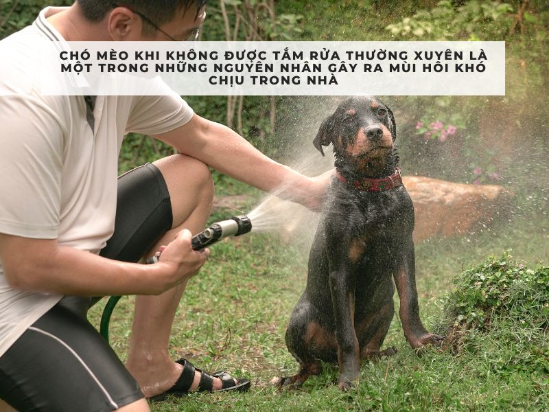 cách khử mùi hôi thối trong nhà