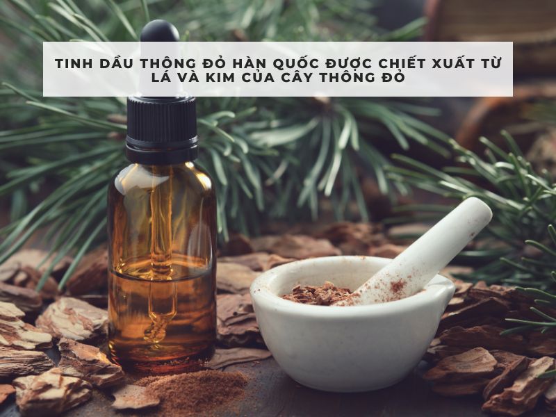 công dụng của tinh dầu thông đỏ hàn quốc