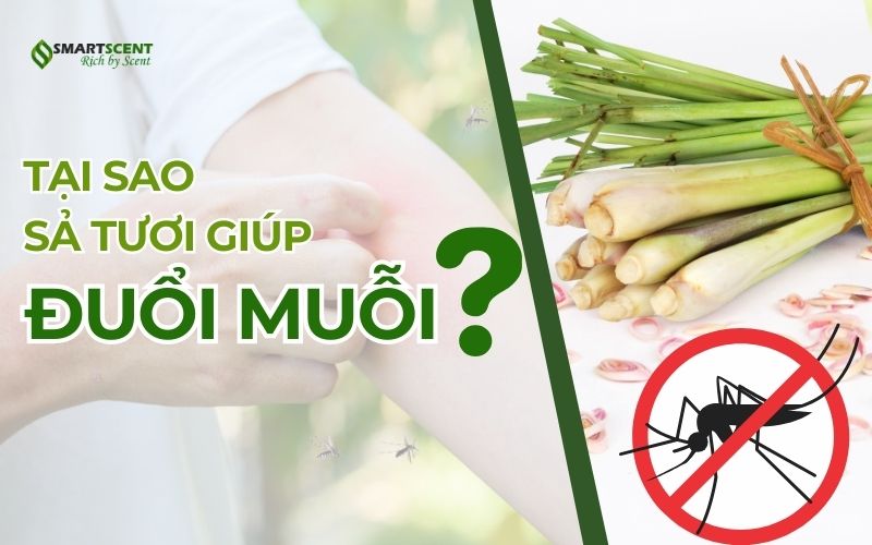 tai-sao-sa-tuoi-giup-duoi-muoi