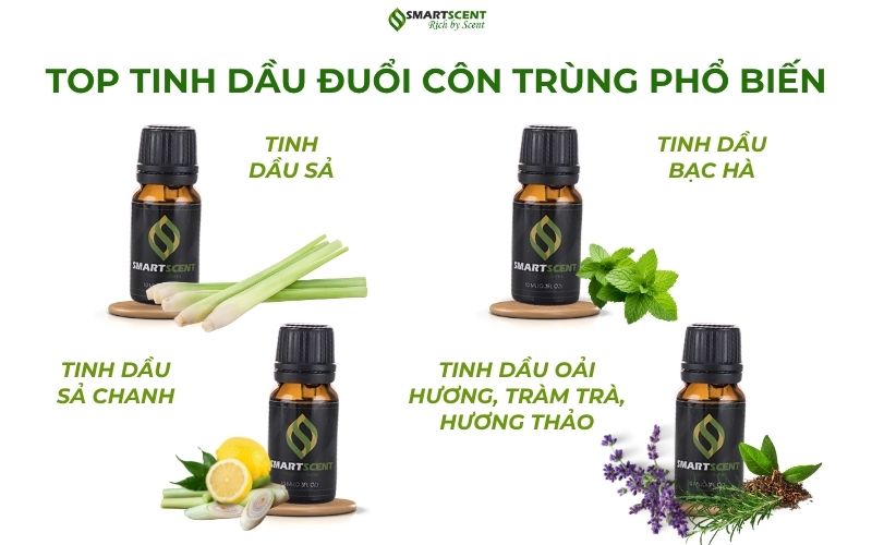 top-tinh-dau-duoi-con-trung-pho-bien