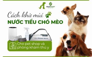 cach-khu-mui-nuoc-tieu-cho-meo