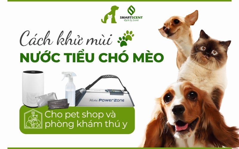 cach-khu-mui-nuoc-tieu-cho-meo