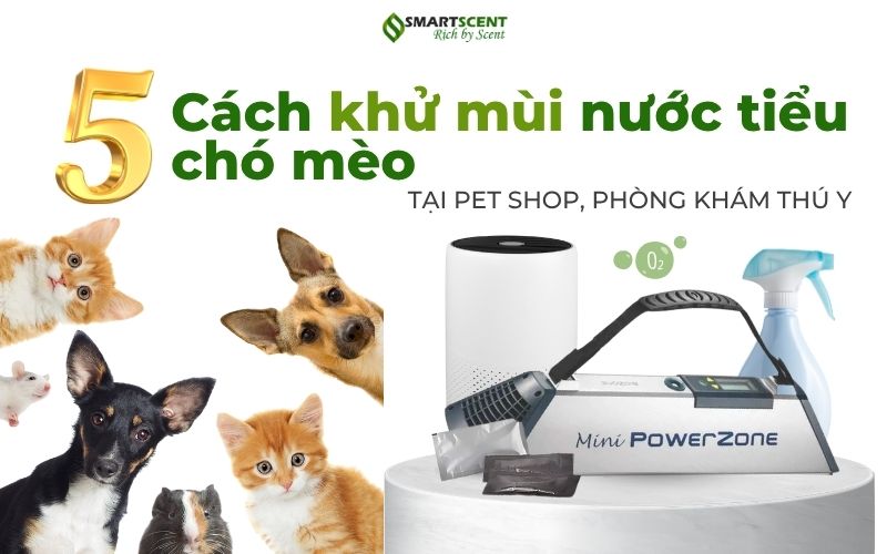 5-cach-khu-mui-nuoc-tieu-cho-meo-triet-de
