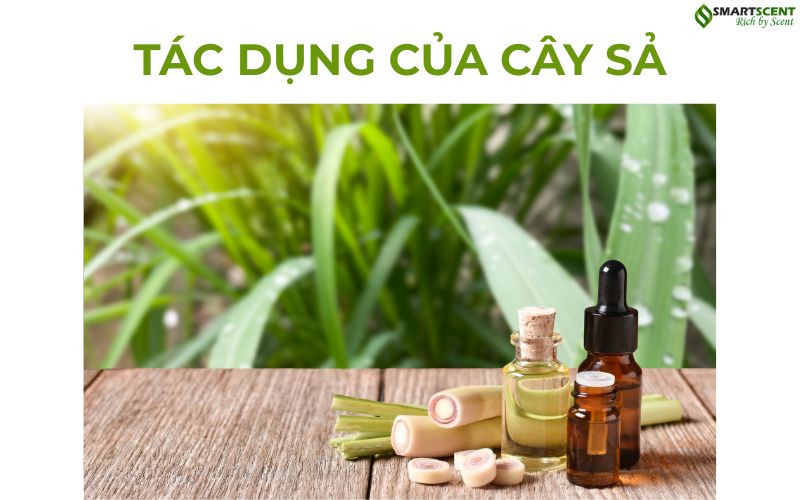 tac-dung-cua-cay-sa