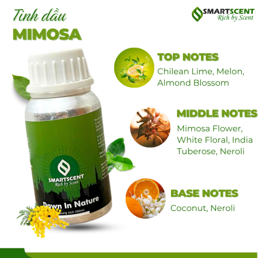 mimosa2