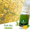 mimosa1