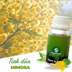 mimosa1
