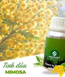 mimosa1