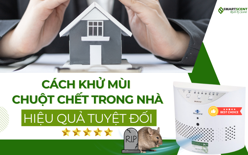 cach-khu-mui-chuot-chet-trong-nha-hieu-qua-tuyet-doi