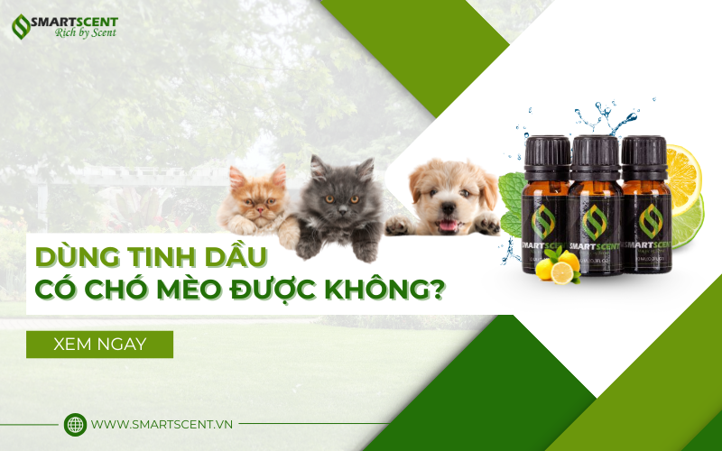 dung-tinh-dau-cho-cho-meo-co-duoc-khong