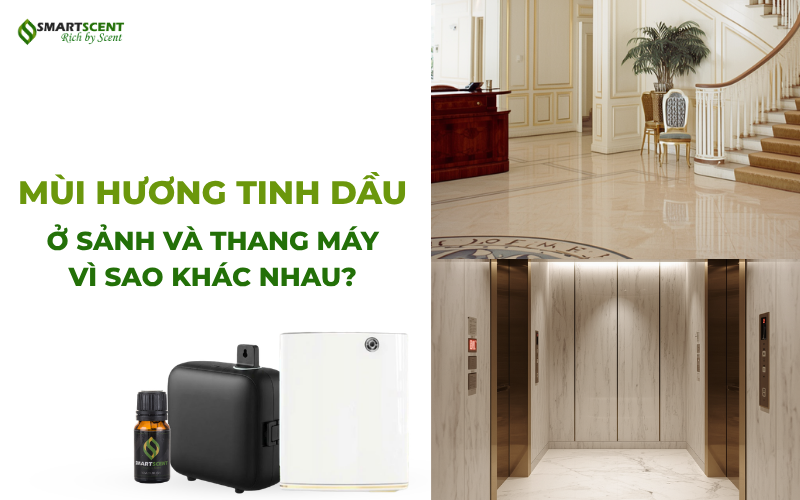 mui-huong-tinh-dau-o-sanh-va-thang-may-vi-sao-khac-nhau